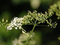 Bibernelle