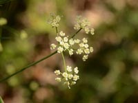 Kochs Bergfenchel