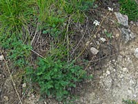 Pferde-Bergfenchel