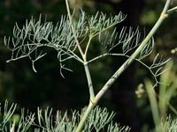 Meergrün-Bergfenchel