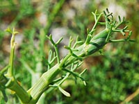 Gewundener Bergfenchel