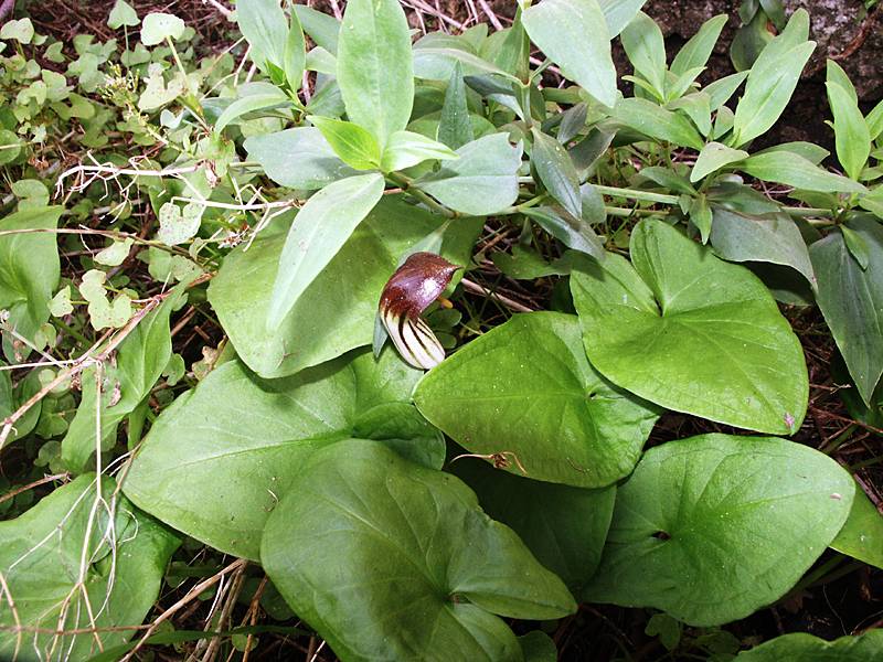 Blüte und Blätter