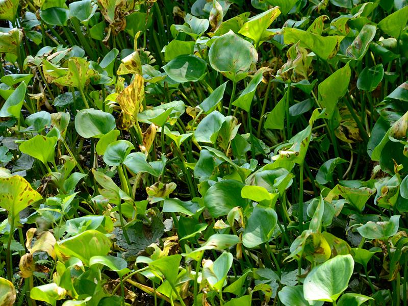 Calla palustris