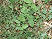 Osterluzei, Rundknollige 