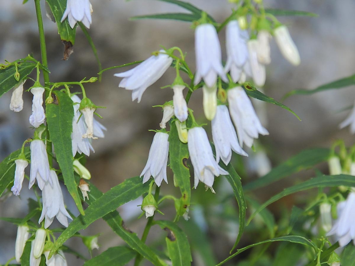 weiße Blüten