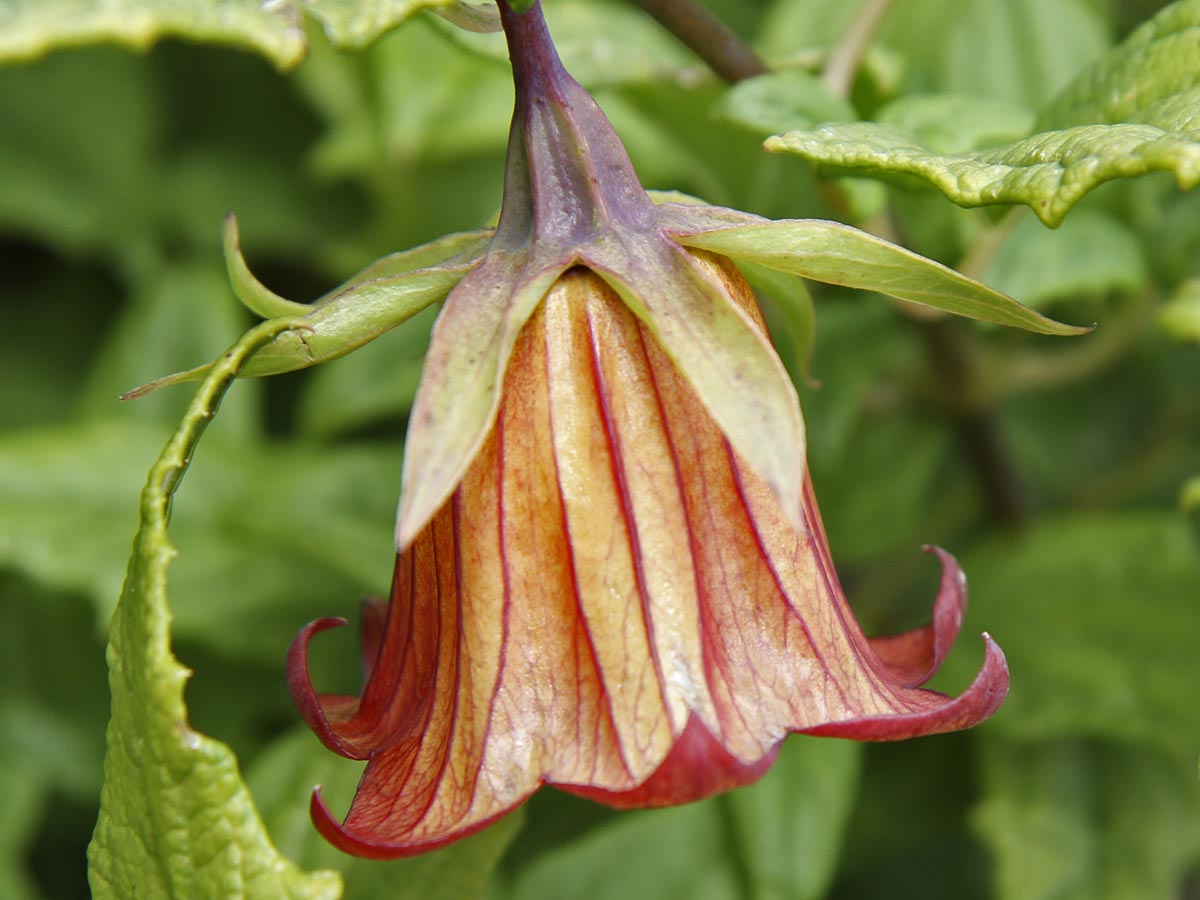 Blüte seitlich