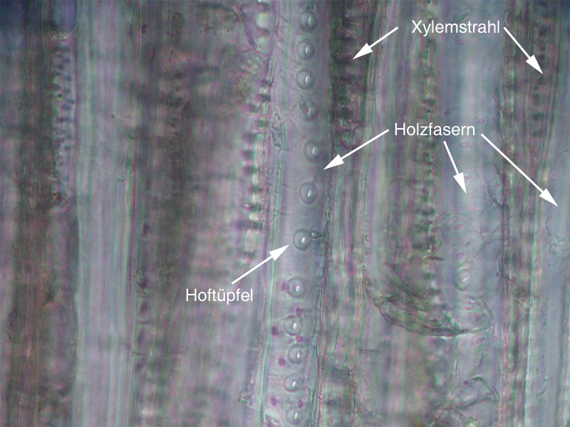 Xylem