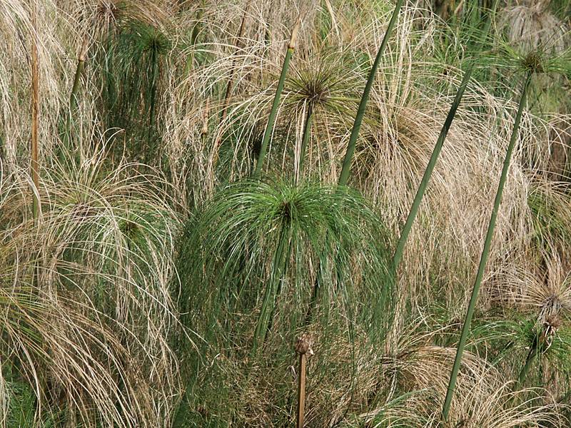 Cyperus papyrus