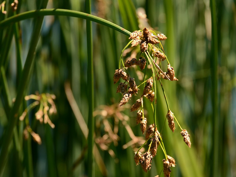 Schoenoplectus tabernaemontani