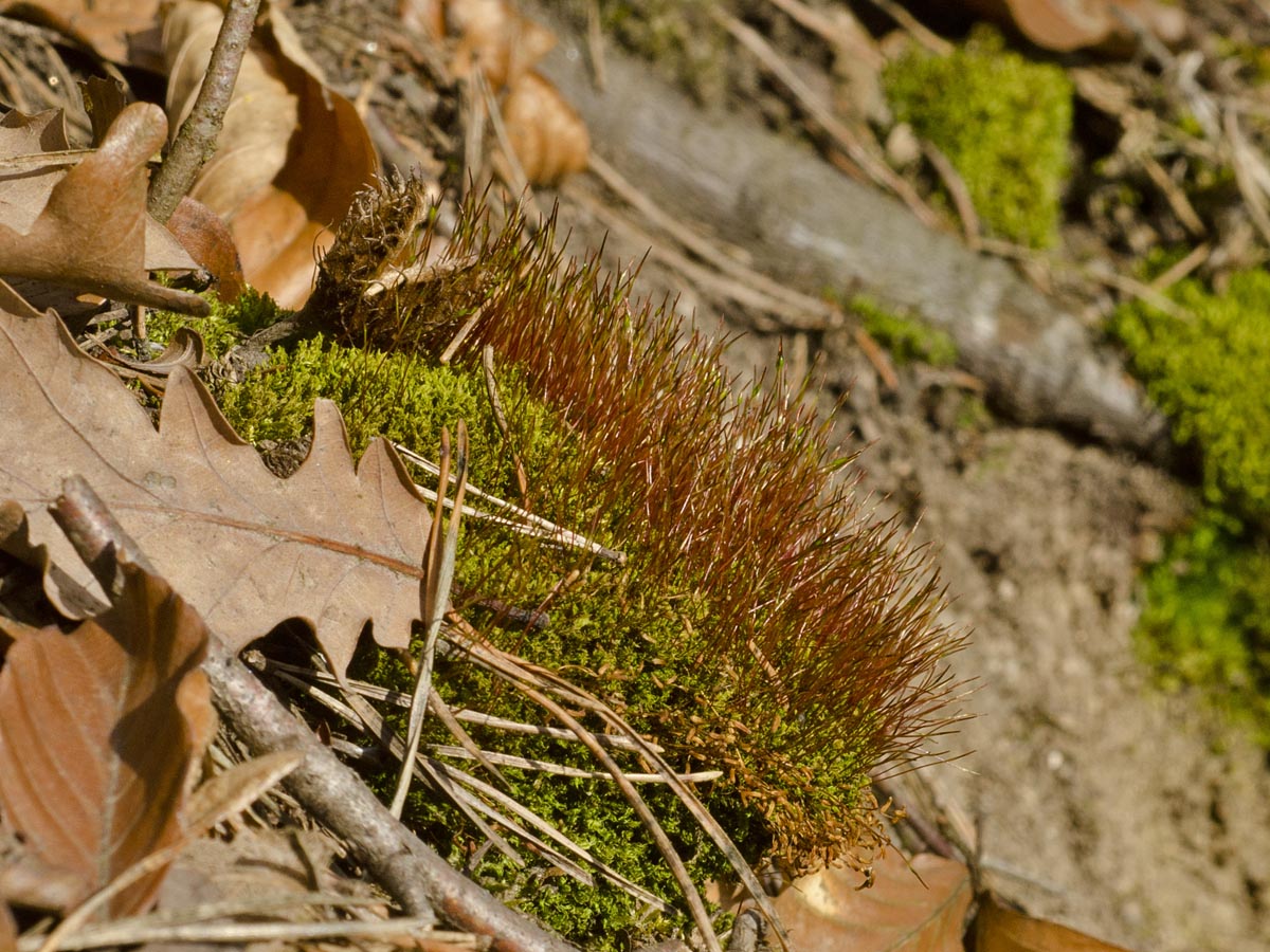 Ceratodon purpureus