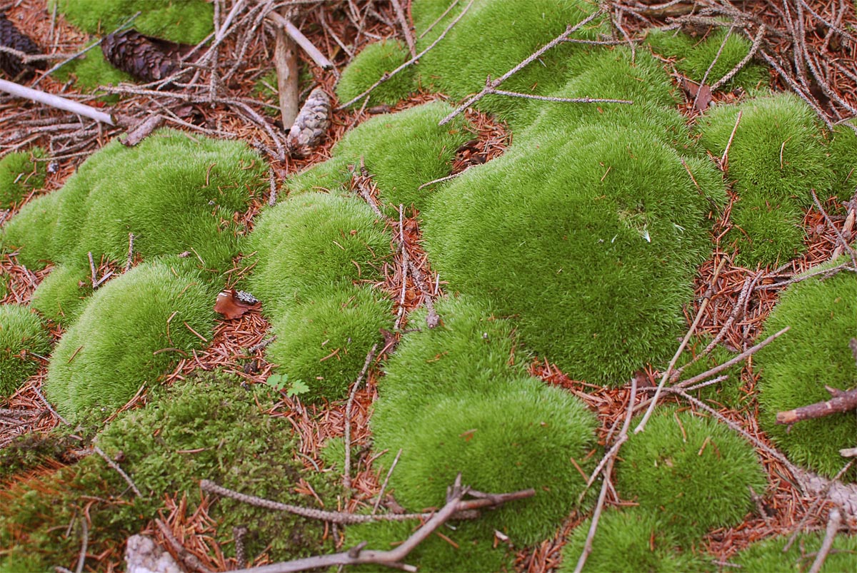 Leucobryum glaucum