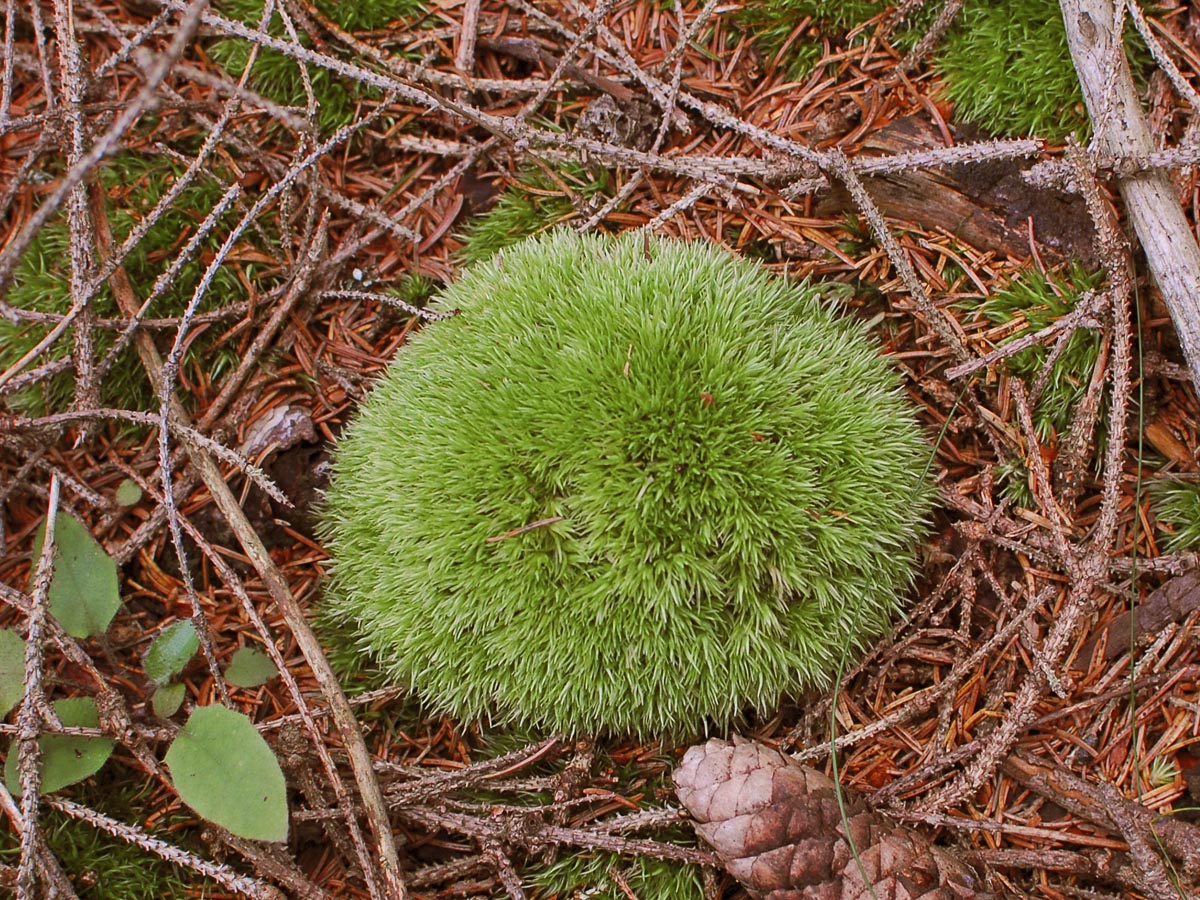 Leucobryum glaucum