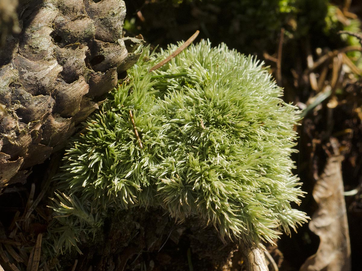 Leucobryum glaucum