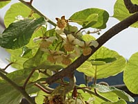 Kiwi