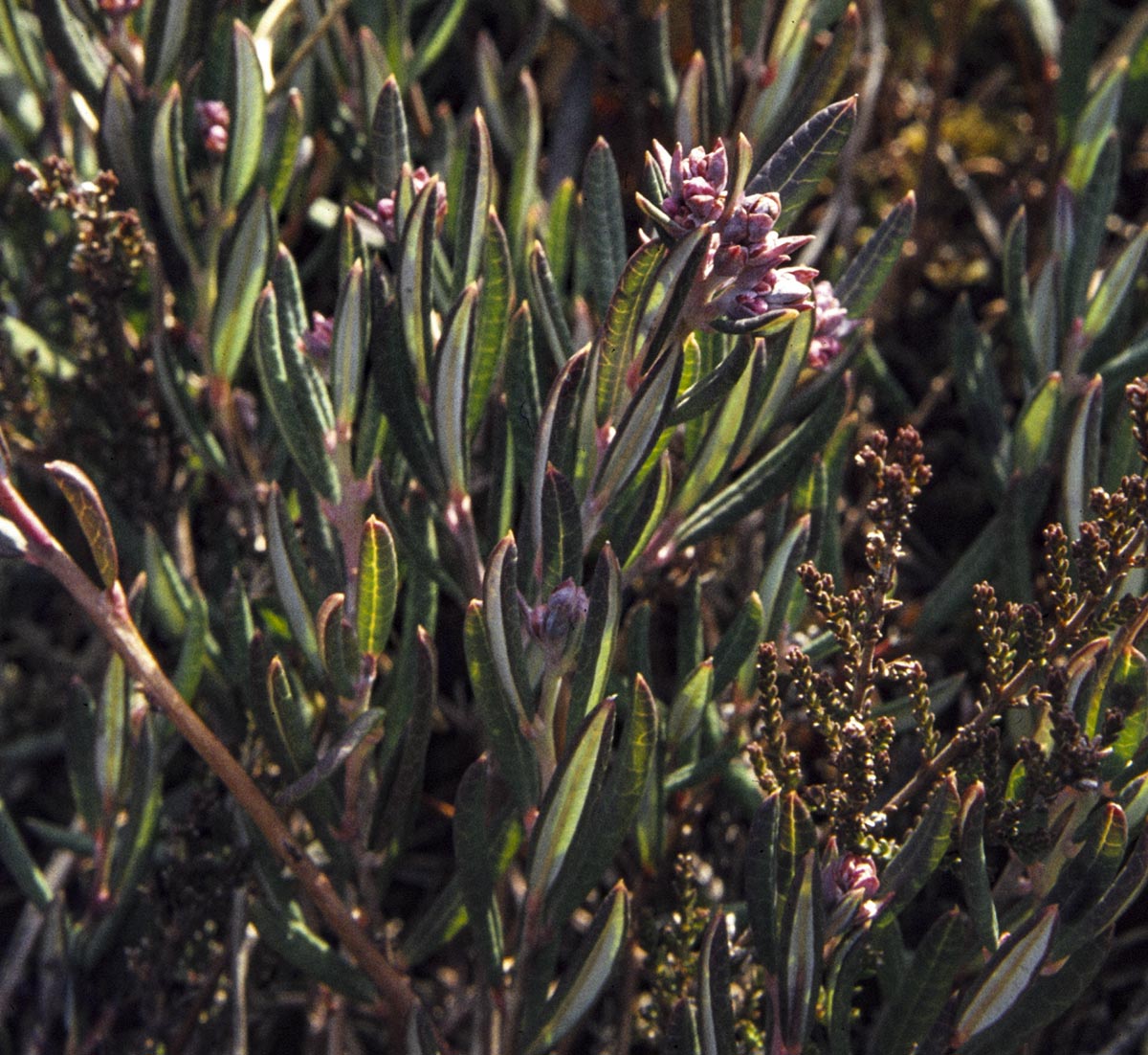 Habitus