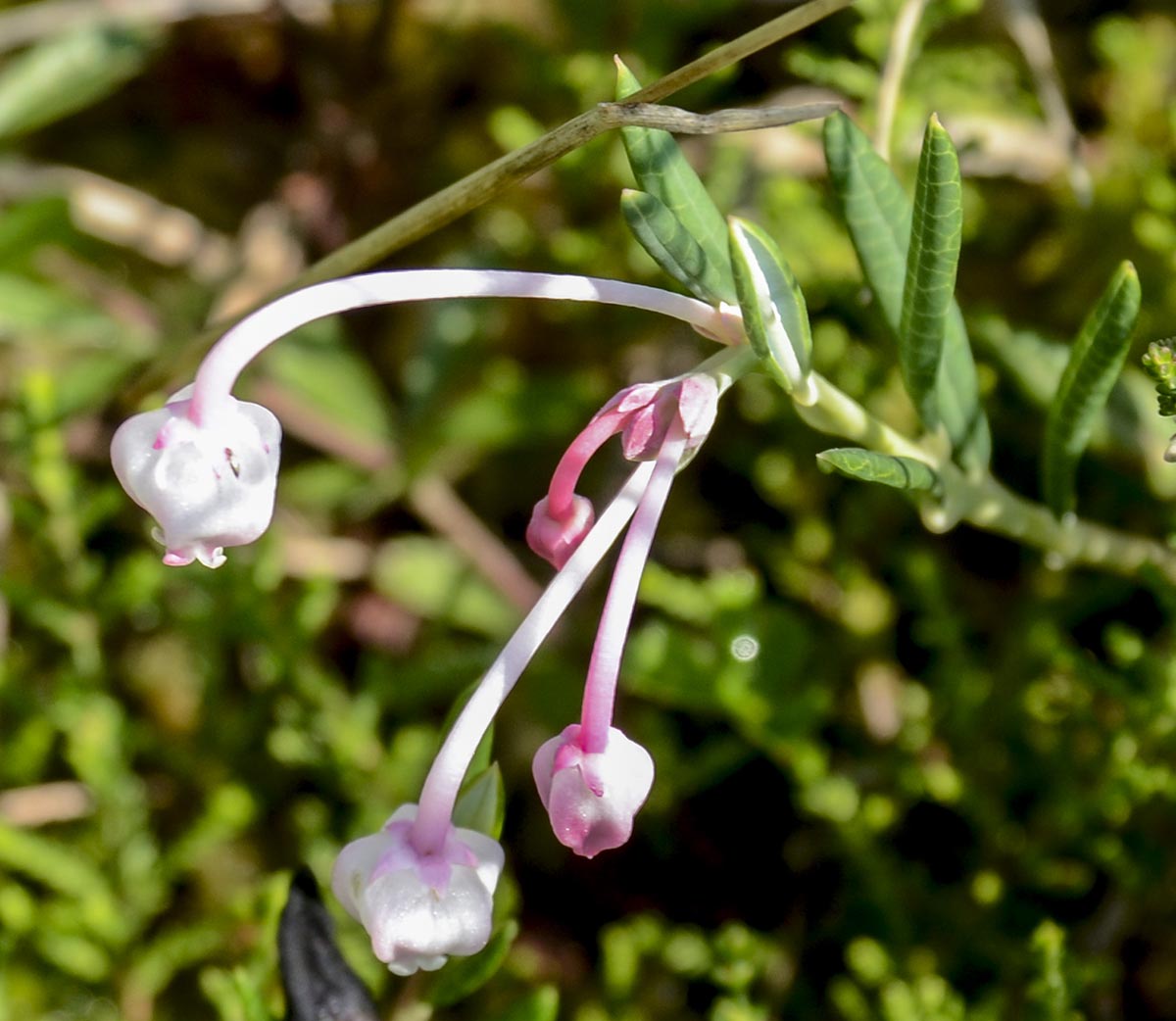 Blüten