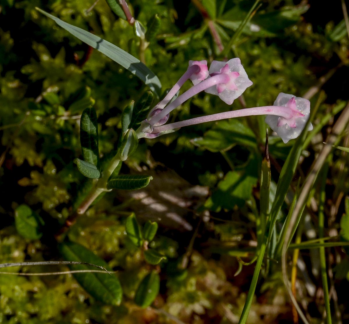 Blüten