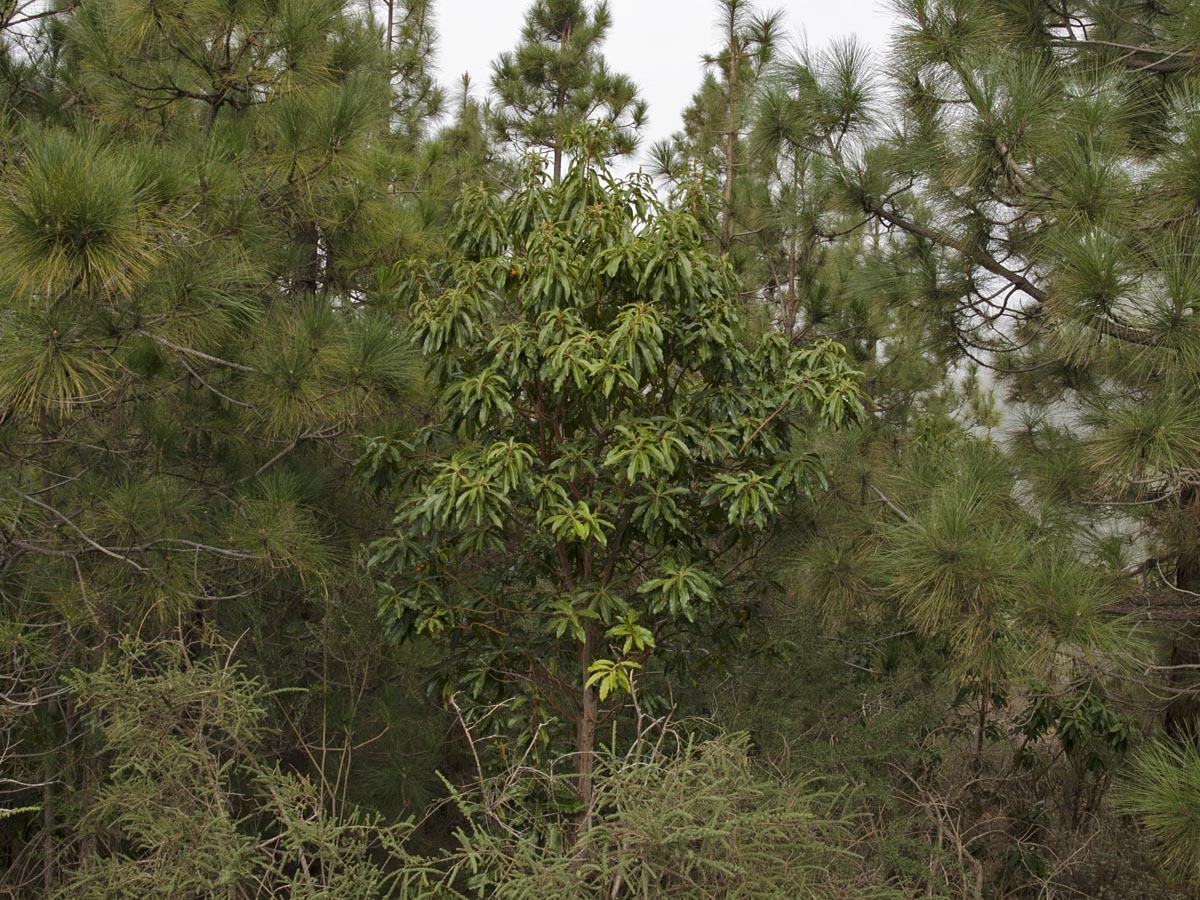 Baum im Gelände