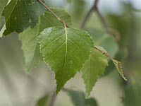 Hängebirke