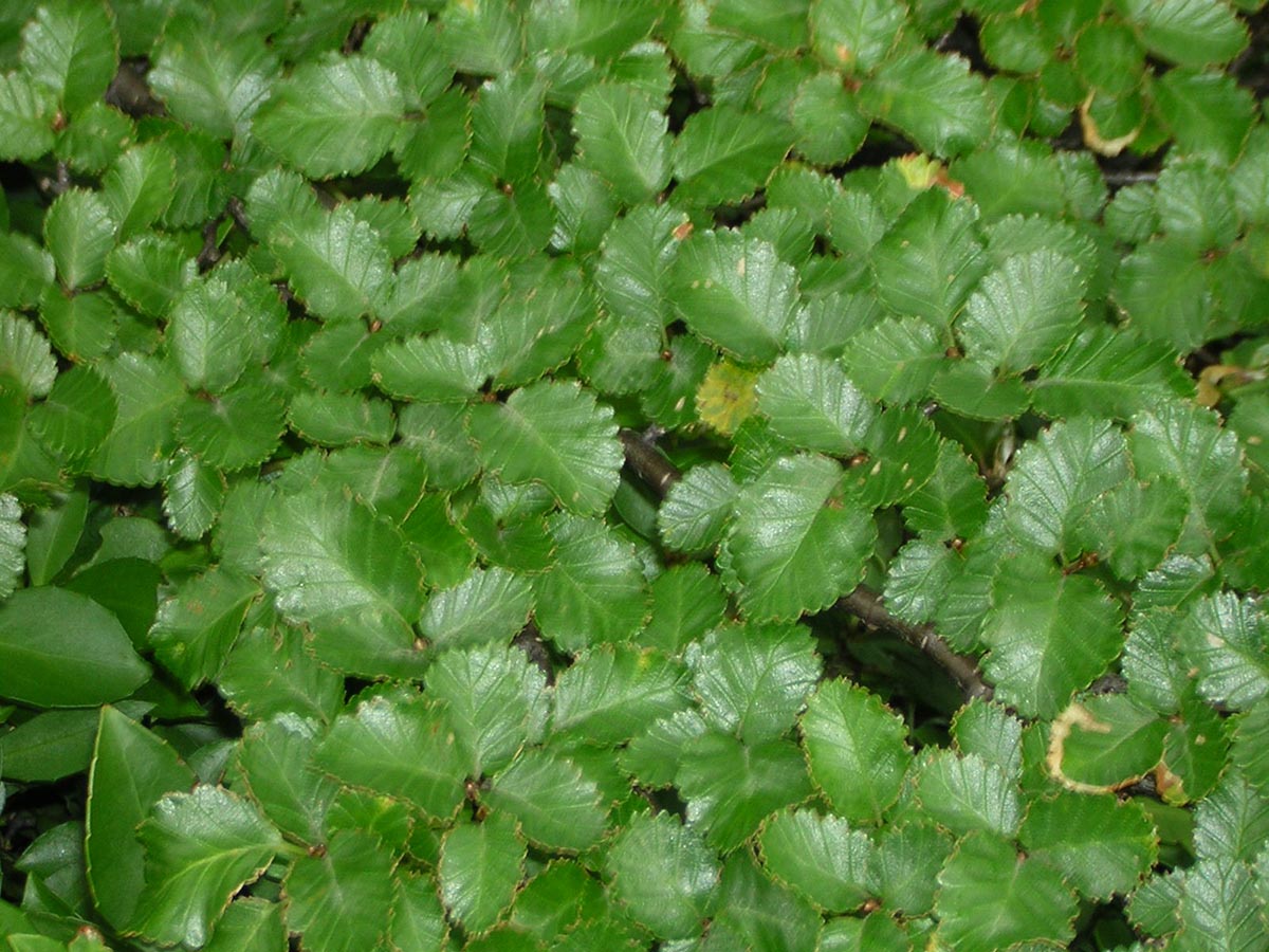 Nothofagus pumilio