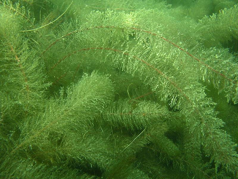 Myriophyllum spicatum