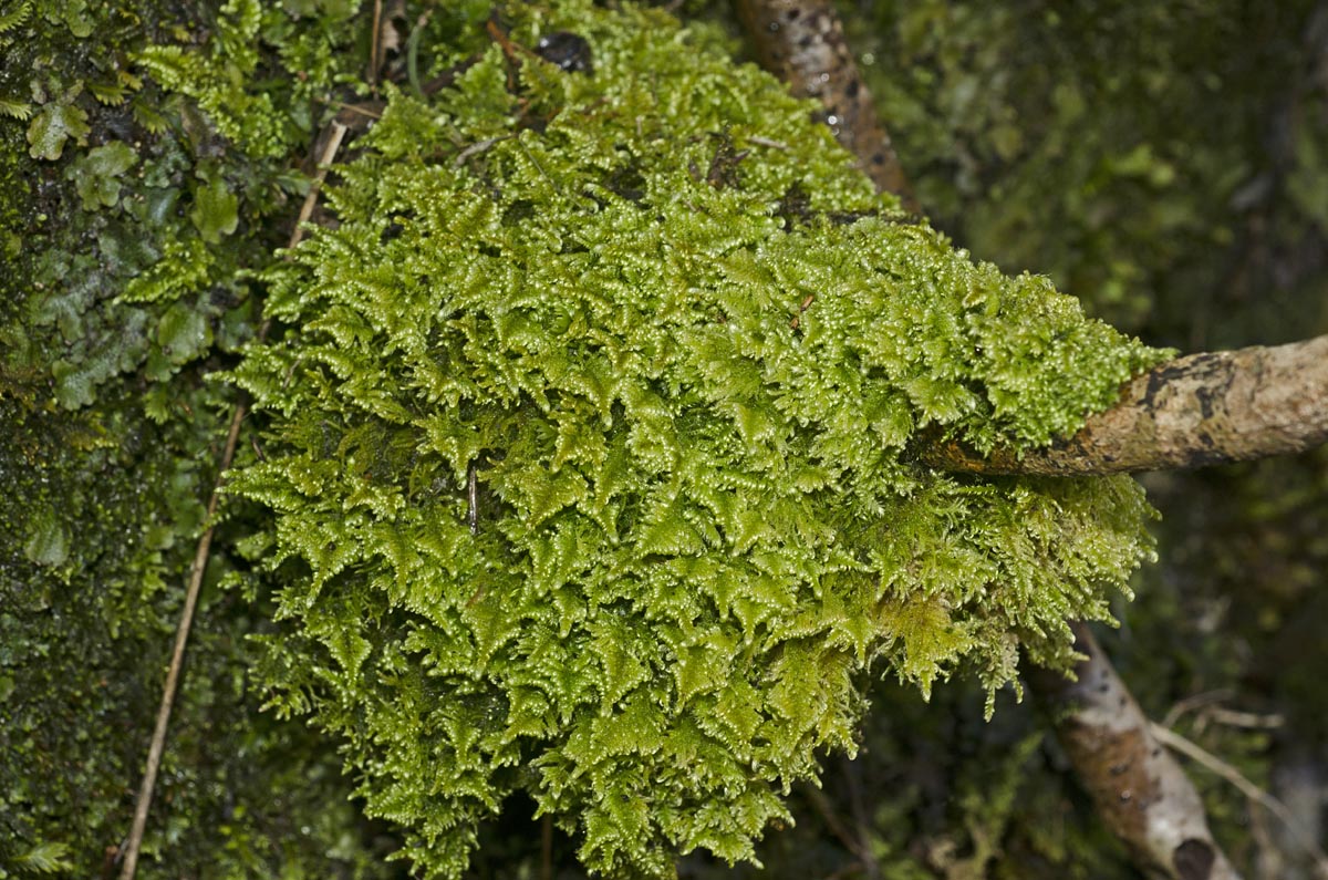 Habitus