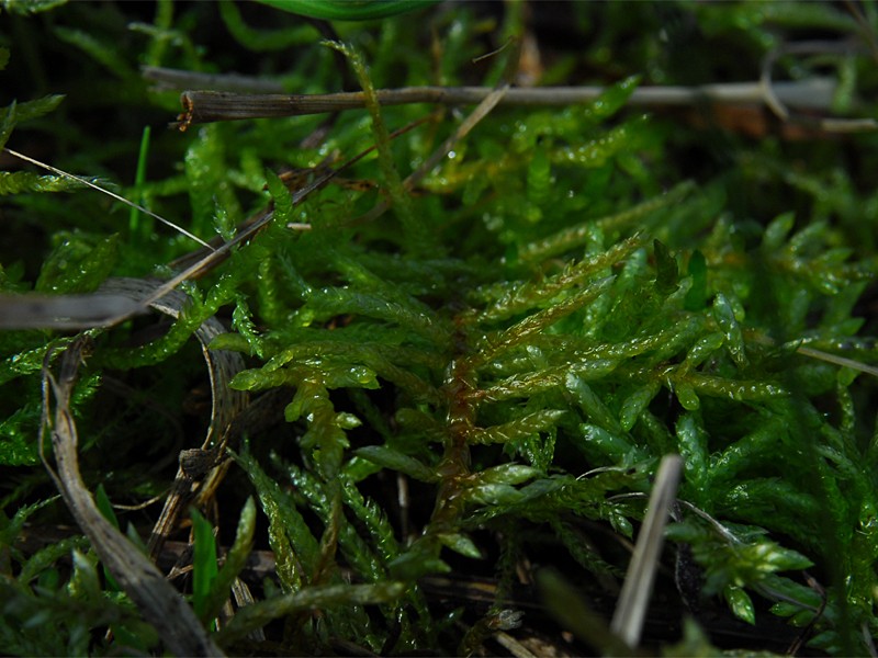 Habitus
