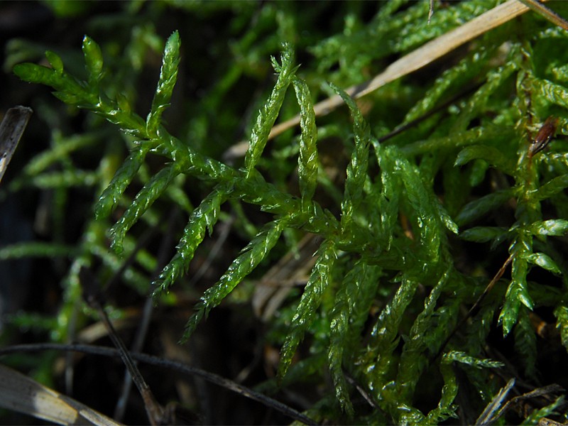 Habitus