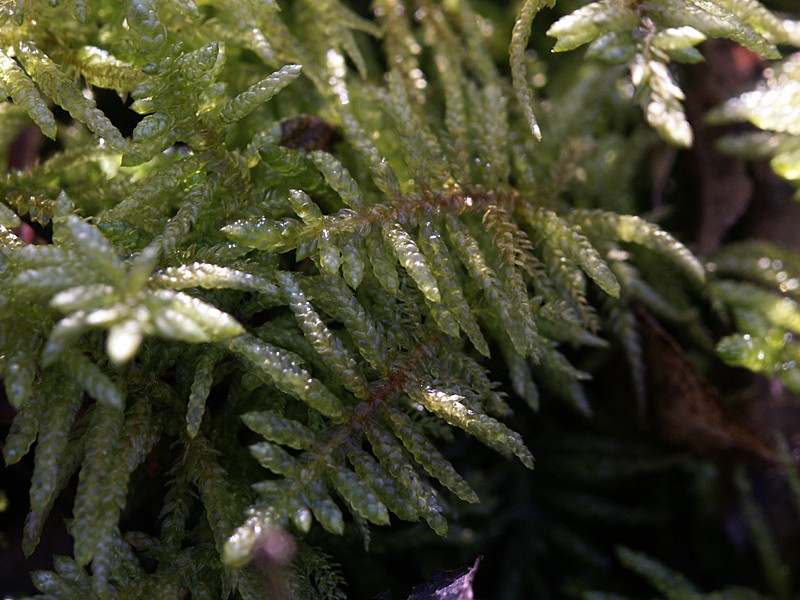 Habitus