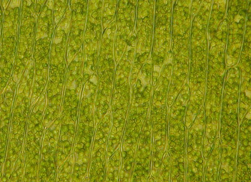 Fontinalis antipyretica