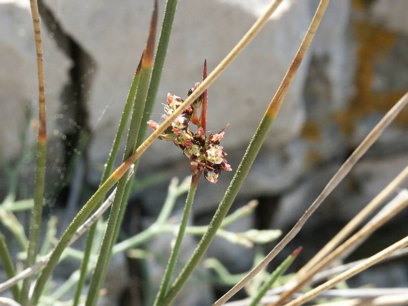 Juncus acutus