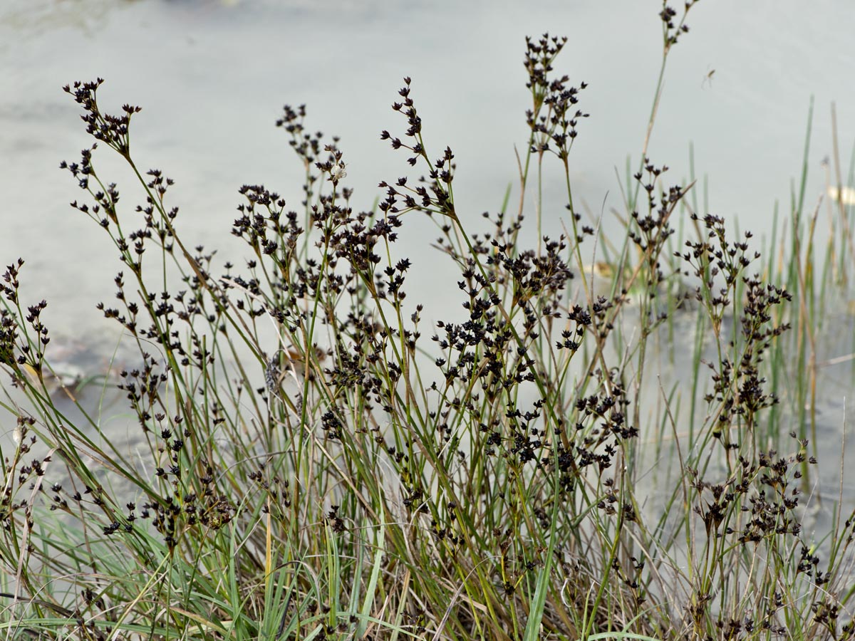 Juncus articulatus