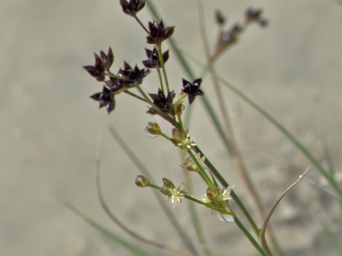 Juncus articulatus