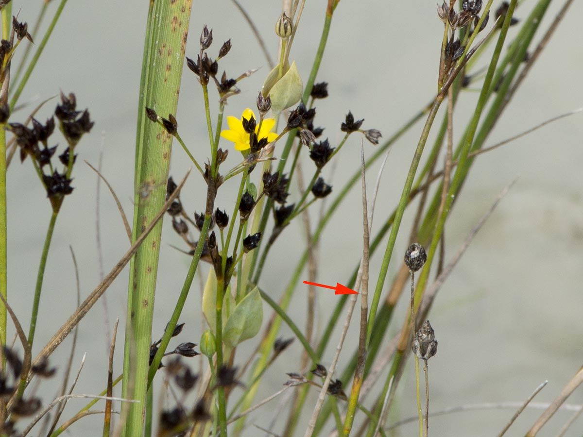 Juncus articulatus