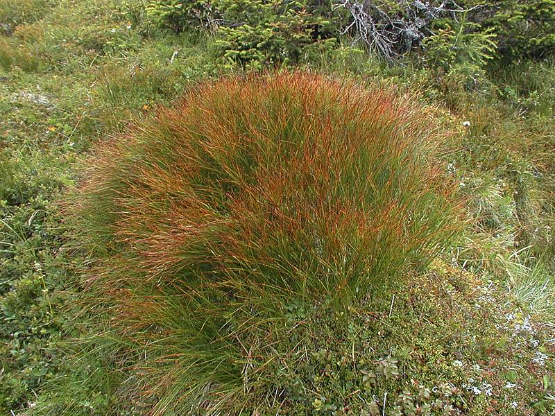 Juncus trifidus