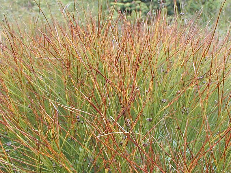 Juncus trifidus