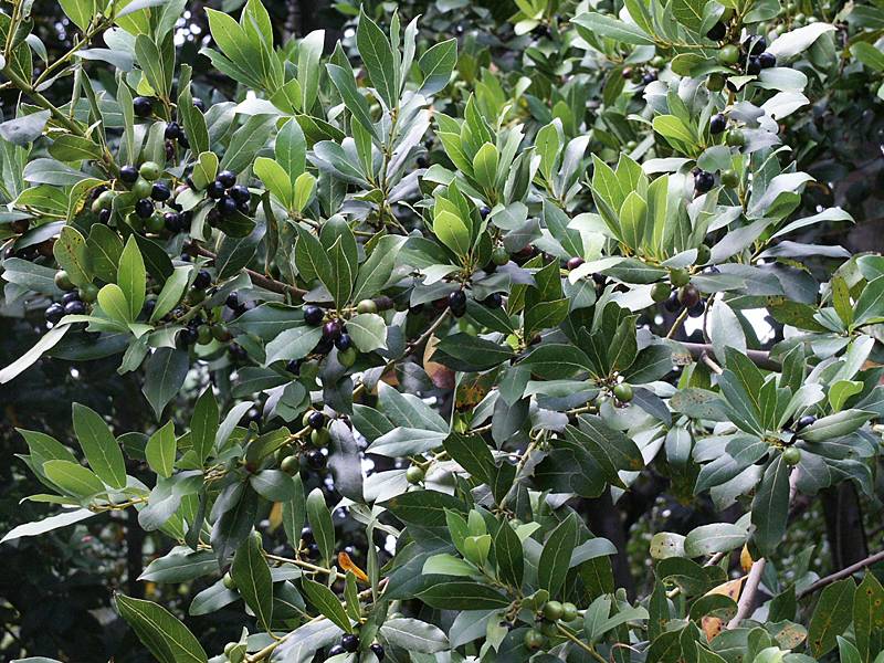 Laurus nobilis