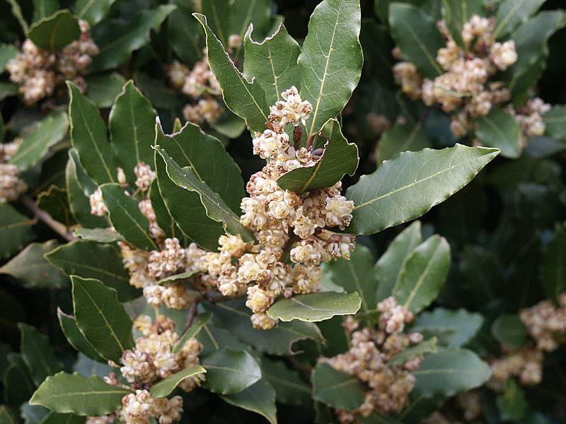 Laurus nobilis