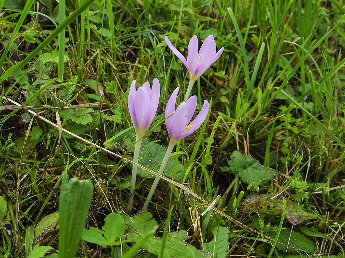 Colchicum autumnale