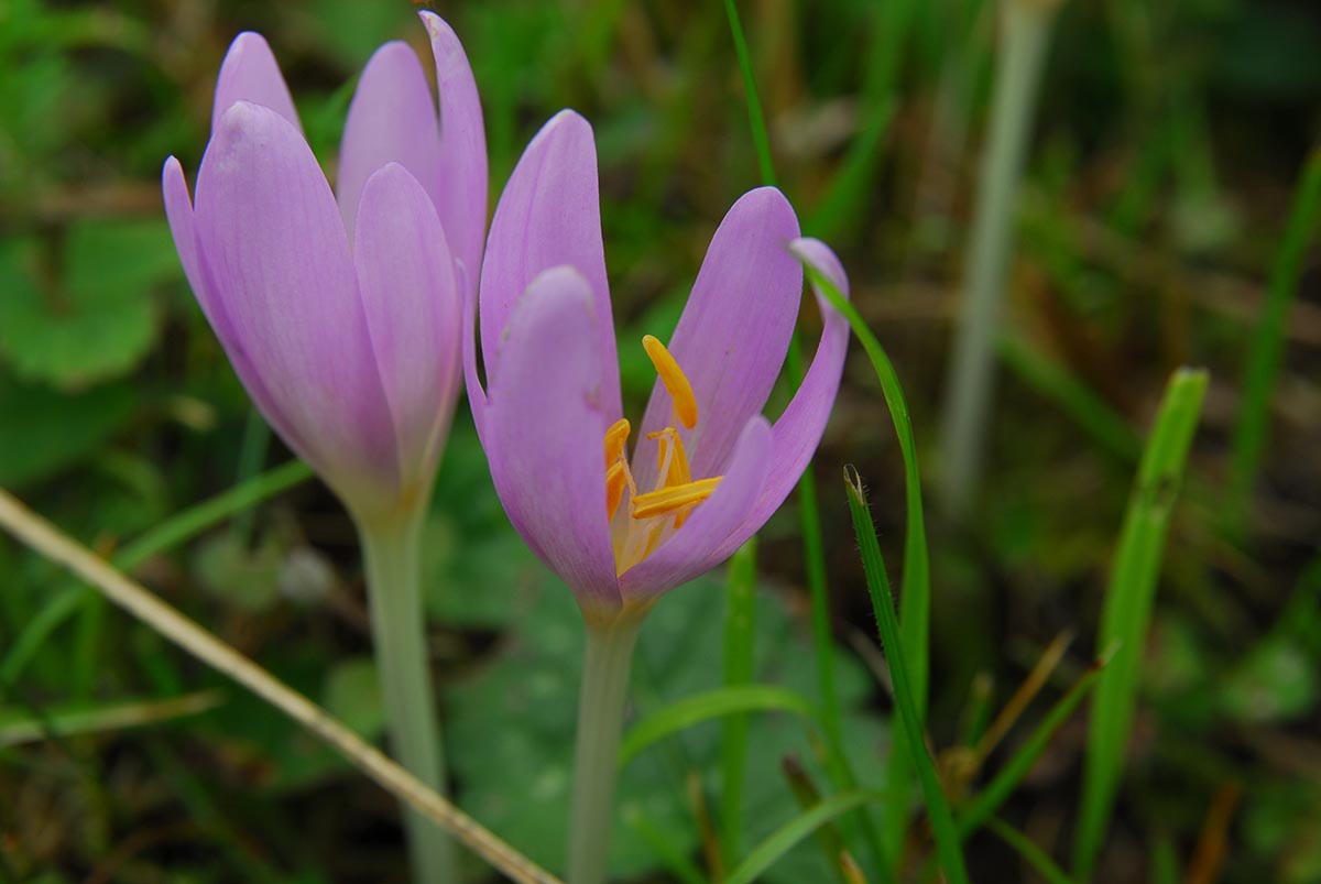 Colchicum autumnale