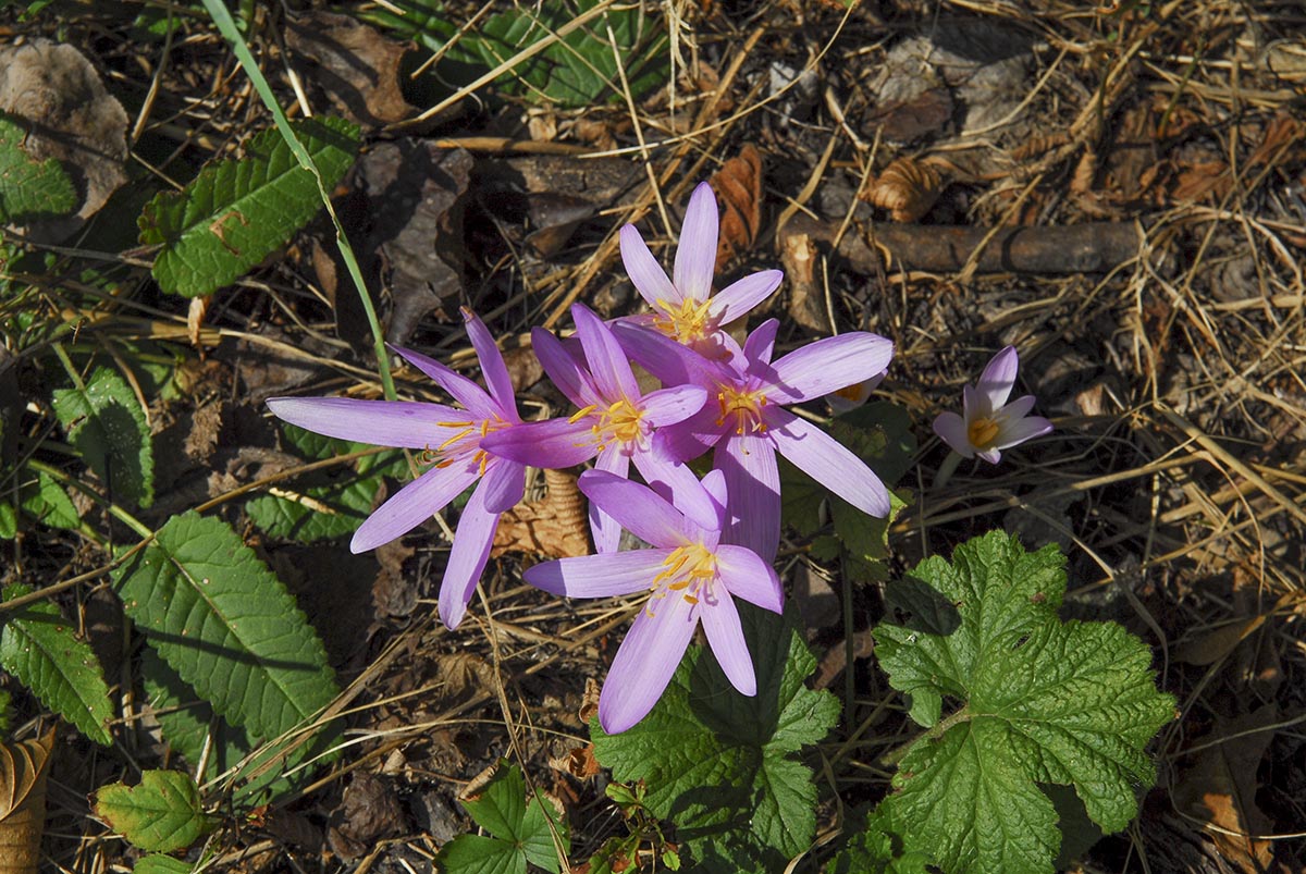 Colchicum autumnale