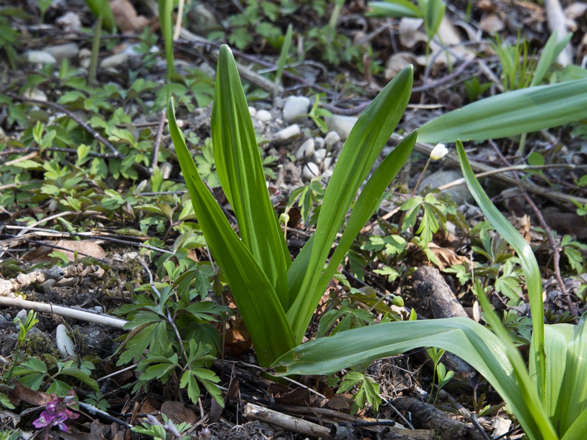 Colchicum autumnale