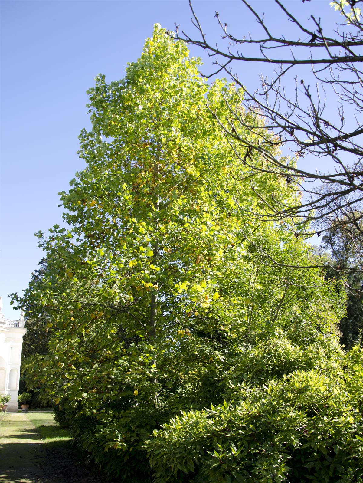 Liriodendron tulipifera