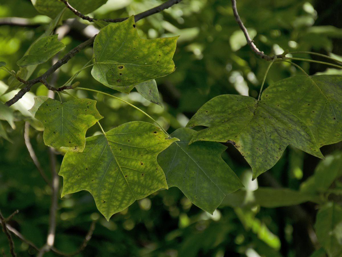 Liriodendron tulipifera