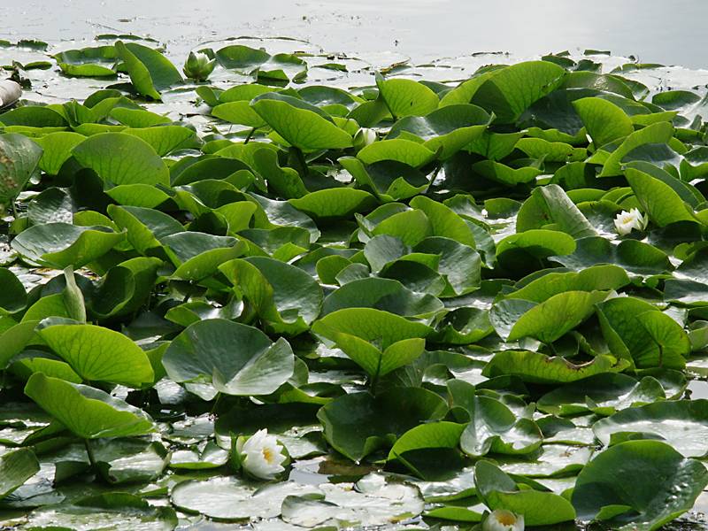 Nymphaea alba