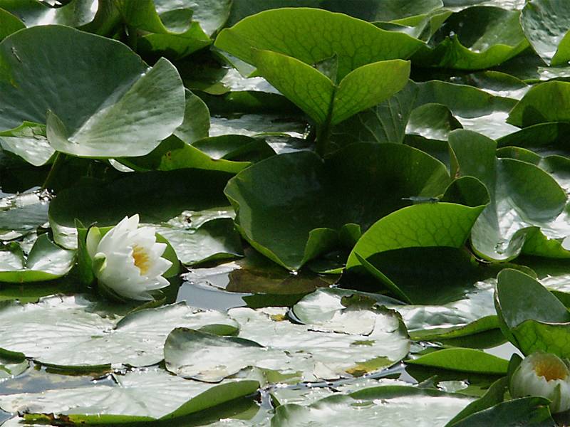 Nymphaea alba