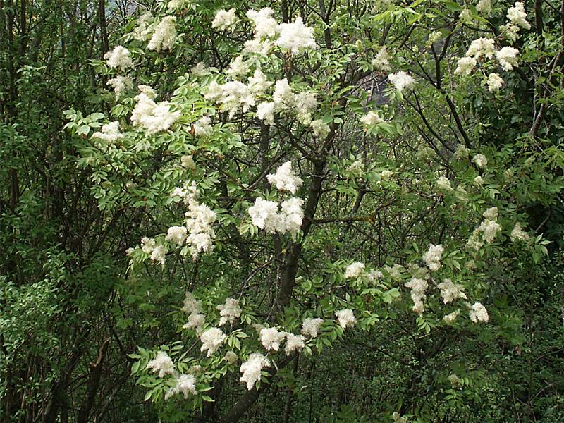 Fraxinus ornus