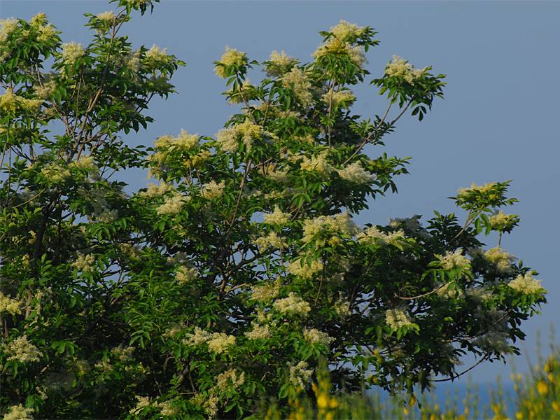 Fraxinus ornus