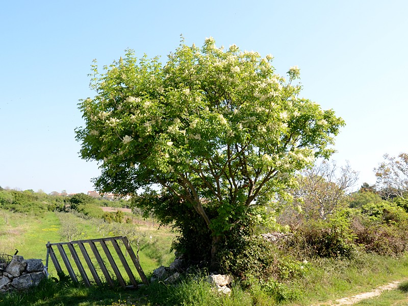 Fraxinus ornus
