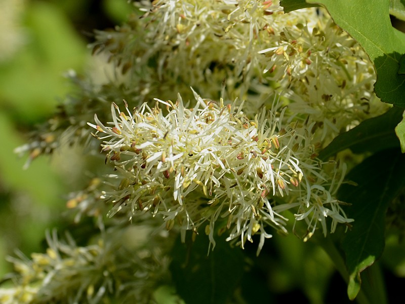 Fraxinus ornus